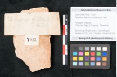 Foto (Objekt + Etikett) von Taxodium distichum miocenicum Heer (NHMW-GEO-2024-0188-7945)